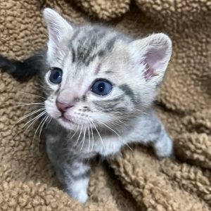 Picture of Cleocatra