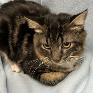 Picture of Cobalt