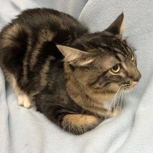 Picture of Cobalt