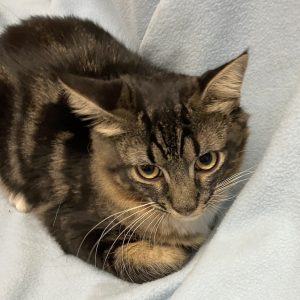 Picture of Cobalt