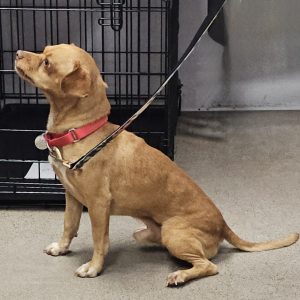 Picture of Copper