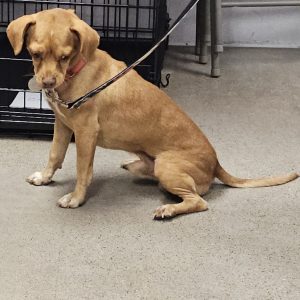 Picture of Copper