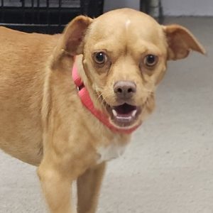 Picture of Copper