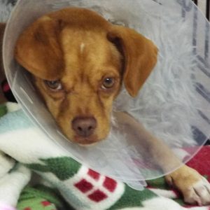Picture of Copper