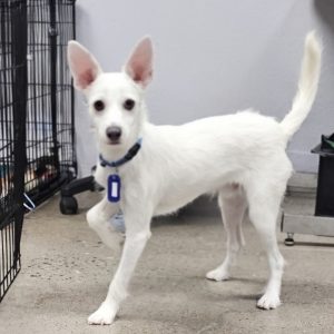 Picture of Cosmo