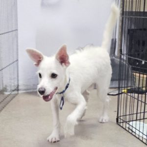 Picture of Cosmo