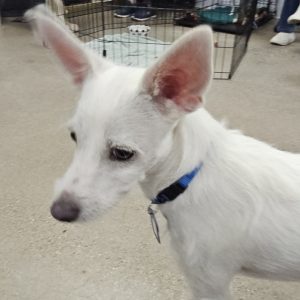 Picture of Cosmo