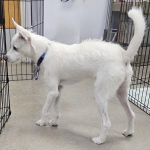 Picture of Cosmo