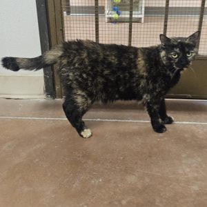 Picture of Delilah