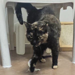 Picture of Delilah