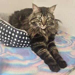 Picture of Fudge
