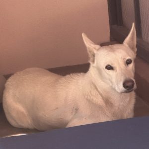 Picture of Ghost
