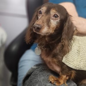 Picture of Hank