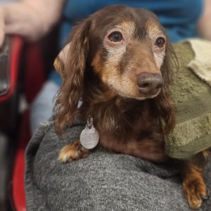 Picture of Hank