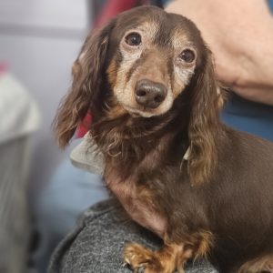 Picture of Hank