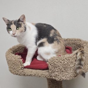 Picture of Harley