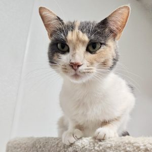 Picture of Harley