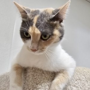 Picture of Harley