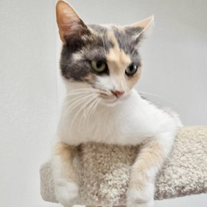 Picture of Harley