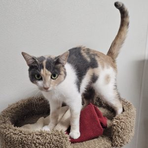 Picture of Harley