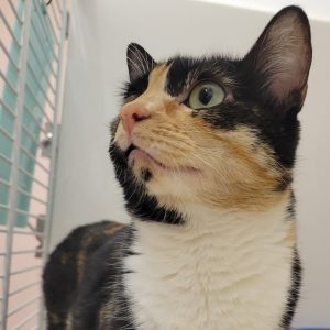 Picture of Hazel