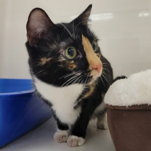 Picture of Hazel