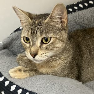 Picture of Hermione