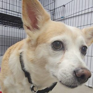 Picture of Honey