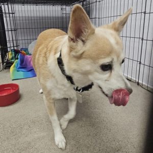 Picture of Honey