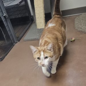 Picture of Marmalade