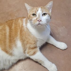 Picture of Marmalade