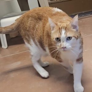 Picture of Marmalade