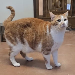 Picture of Marmalade