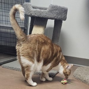 Picture of Marmalade