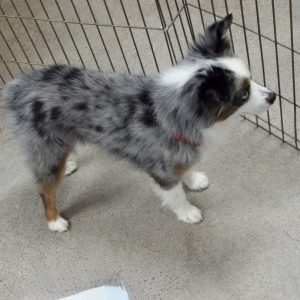 Picture of Max