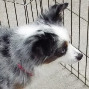 Picture of Max
