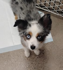 Picture of Max