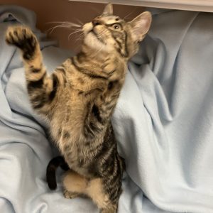Picture of Mila