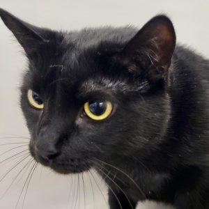 Picture of Nova