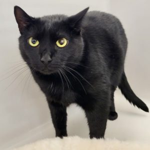 Picture of Nova