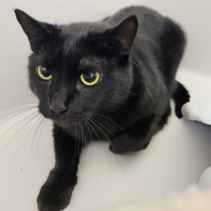 Picture of Nova
