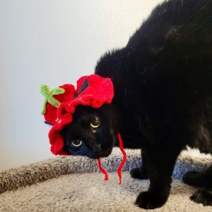 Picture of Nova