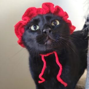 Picture of Nova