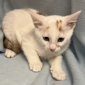 Picture of Pretzel