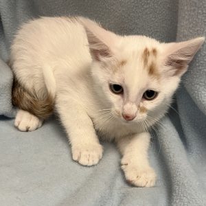 Picture of Pretzel