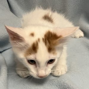 Picture of Pumpernickel