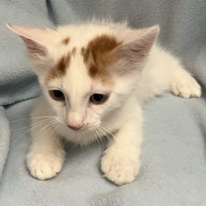 Picture of Pumpernickel