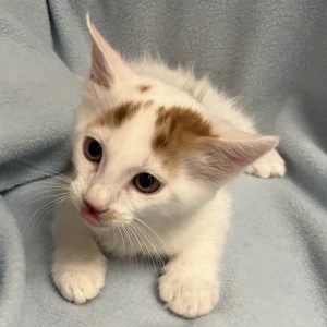 Picture of Pumpernickel
