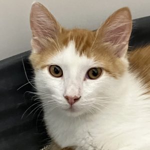 Picture of Ron