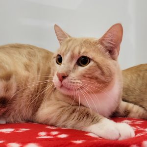 Picture of Simba
